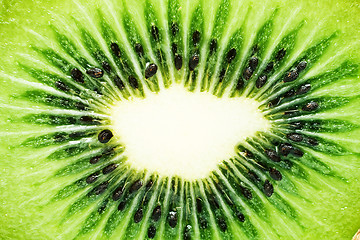 Image showing Kiwi