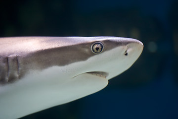 Image showing Shark