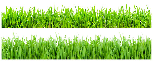 Image showing Green Grass