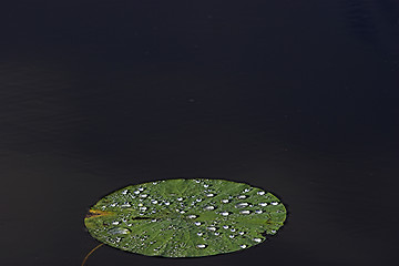 Image showing Lilypad