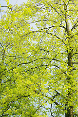 Image showing Beautiful green leaves of an American Yellow Wood make pattern b