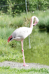 Image showing Flamingo