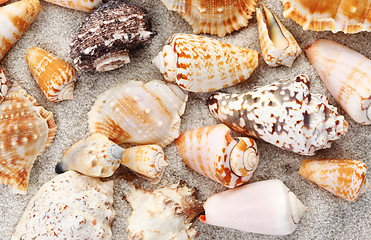 Image showing Seashells background