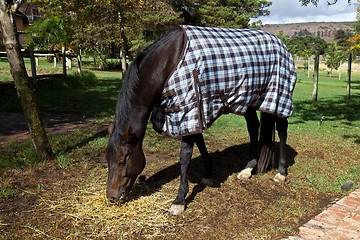 Image showing Horse, blanket