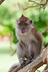 Image showing macaque monkey