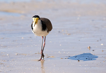 Image showing masked lapwing on beach