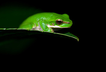 Image showing little frog