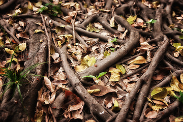 Image showing tree roots