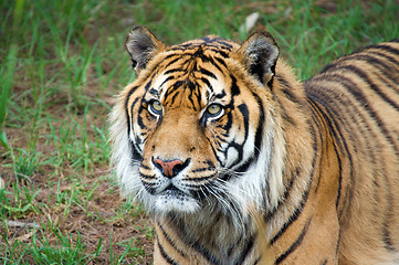 Image showing sumatran tiger