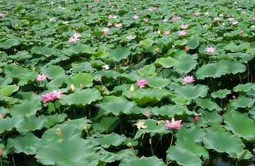 Image showing water lillies