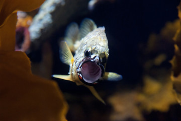 Image showing pineapple fish