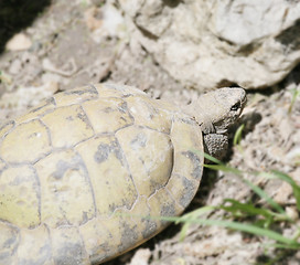 Image showing Eastern hermanni tortoise 