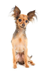 Image showing Russian long-haired toy terrier on isolated white