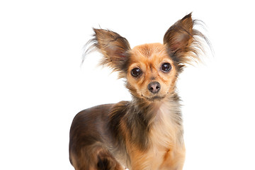 Image showing Russian long-haired toy terrier on isolated white