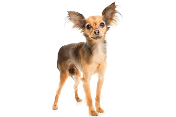 Image showing Russian long-haired toy terrier on isolated white