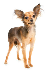 Image showing Russian long-haired toy terrier on isolated white