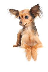 Image showing Russian long-haired toy terrier on isolated white