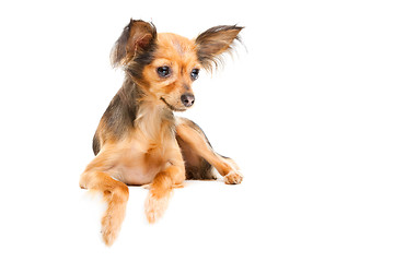 Image showing Russian long-haired toy terrier on isolated white