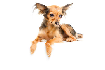 Image showing Russian long-haired toy terrier on isolated white