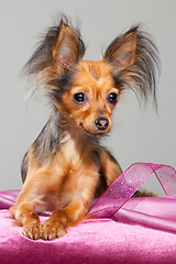 Image showing Russian long-haired toy terrier on pink pillow