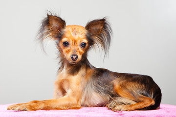 Image showing Russian long-haired toy terrier on pink pillow