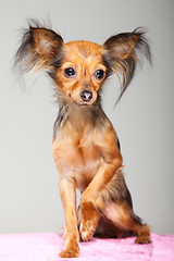 Image showing Russian long-haired toy terrier on pink pillow