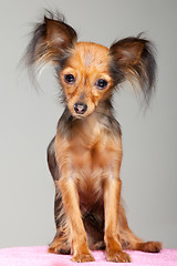 Image showing Russian long-haired toy terrier on pink pillow