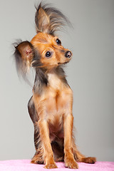 Image showing Russian long-haired toy terrier on pink pillow