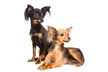 Image showing Two Russian toy terriers isolated on a white