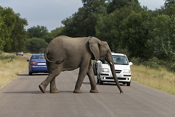 Image showing Afircan Elephant