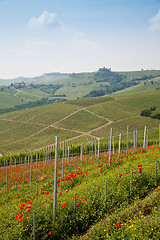 Image showing Tuscany vineyard