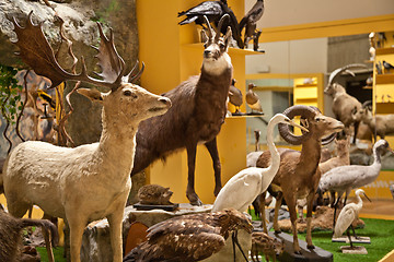 Image showing Nature Museum interior