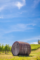 Image showing Tuscany wineyard