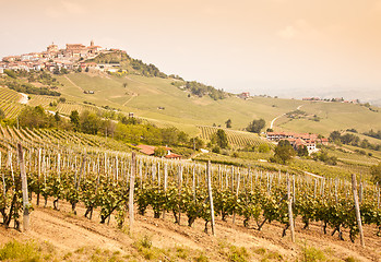 Image showing Tuscany vineyard