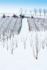 Image showing Tuscany: wineyard in winter