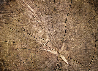 Image showing Wood texture