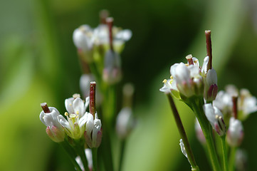 Image showing Thale cress