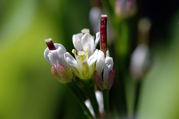 Image showing Thale cress