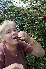 Image showing  Elderly woman collects  berries