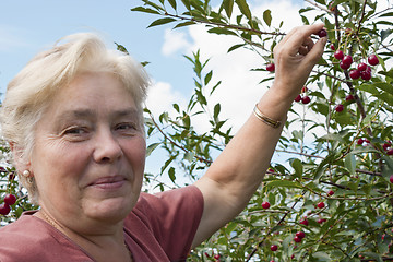 Image showing  Elderly woman collects  berries