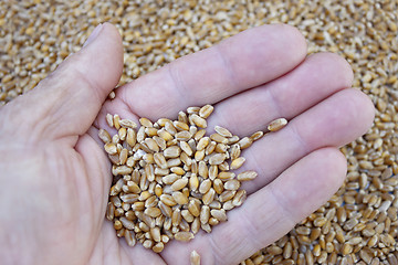 Image showing Grains of wheat in her hand