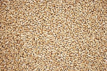 Image showing Wheat grains