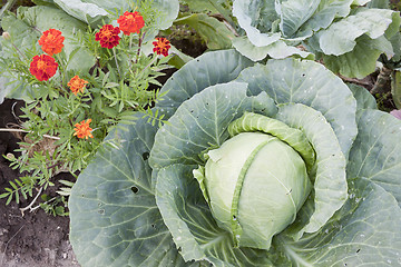 Image showing  Together growing cabbage and flowers