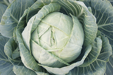 Image showing A head of cabbage