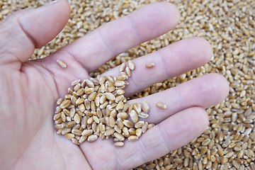 Image showing Grains of wheat in her hand