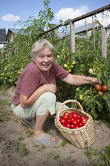 Image showing Woman reaps a crop of tomatoes