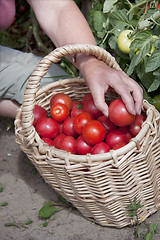 Image showing Plentiful fructification of tomatoes