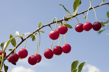 Image showing  Branch of a cherry tree with berries