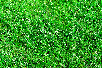 Image showing Grass