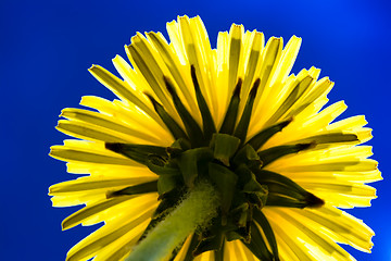 Image showing Dandelion